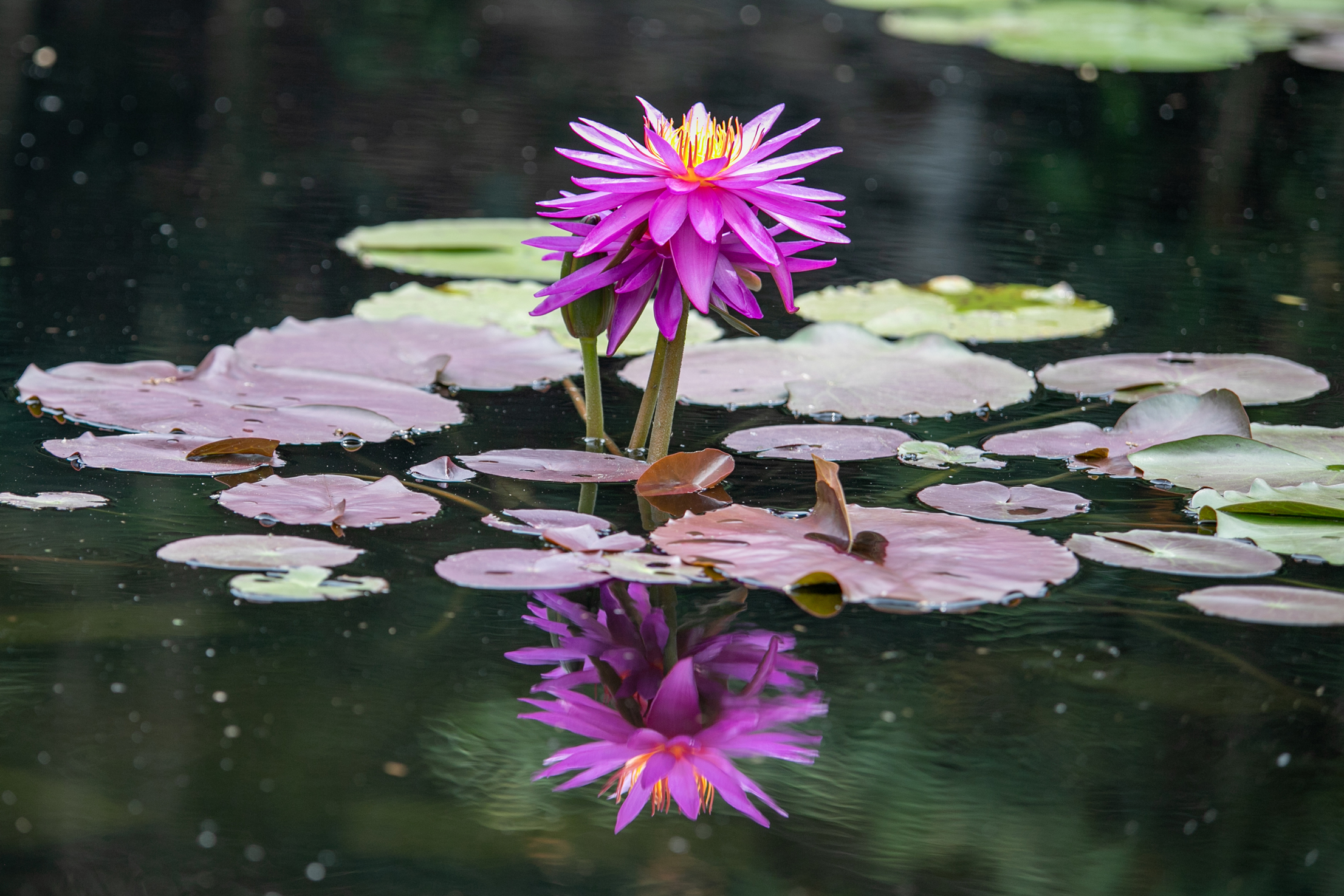 Jardín Botánico flor acuática