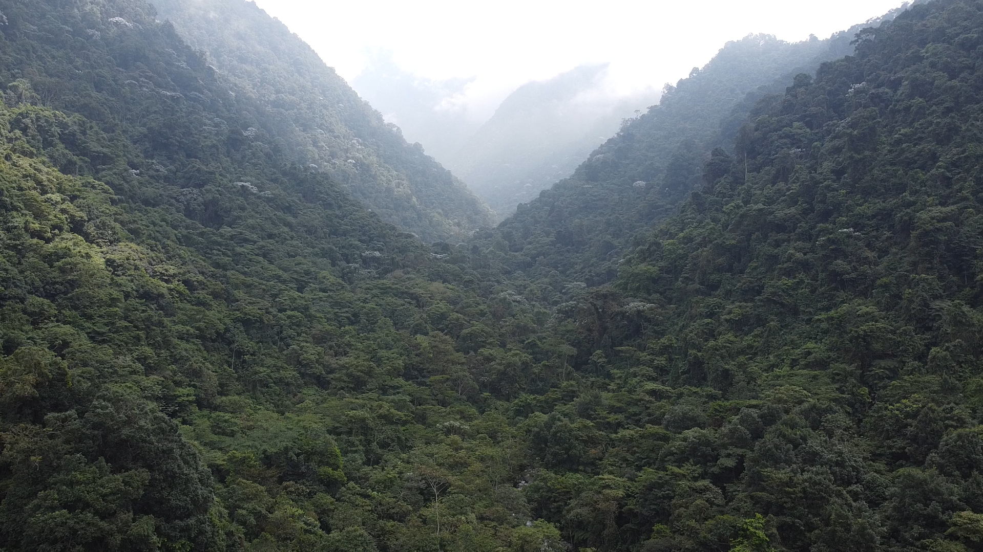 Bosque de Niebla Birding & Nature